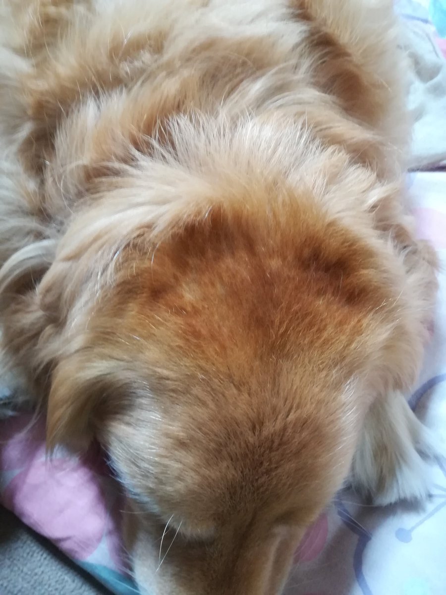 数学サバイブ物語 端野 A Twitter これは 毎晩薪ストーブの前で寝ている犬の頭部 です