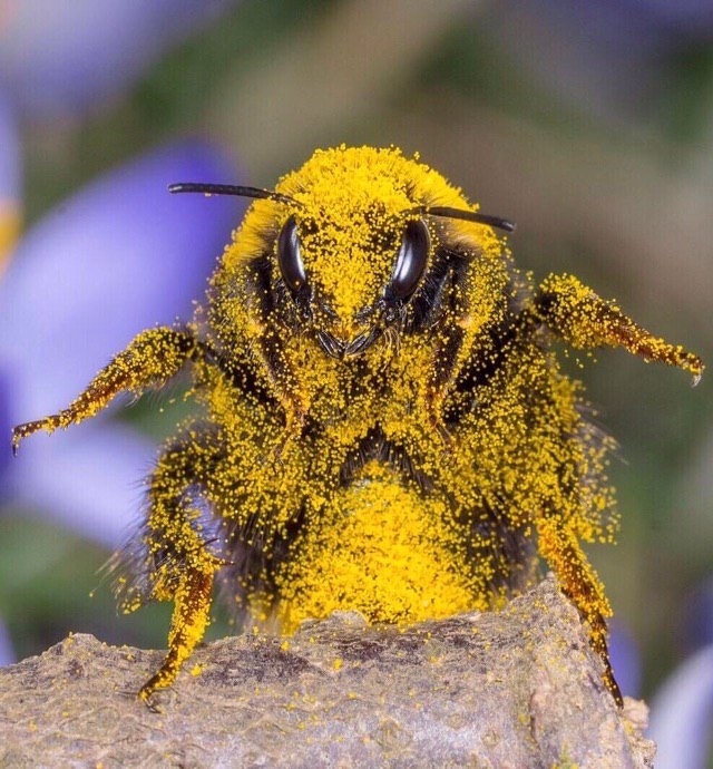 BioTigerDK's tweet photo. After lunch!
.
#photography #bee #pollen #BioTiger #TeamBioEngine #DTUHealth https://t.co/mNUVN7au1p
