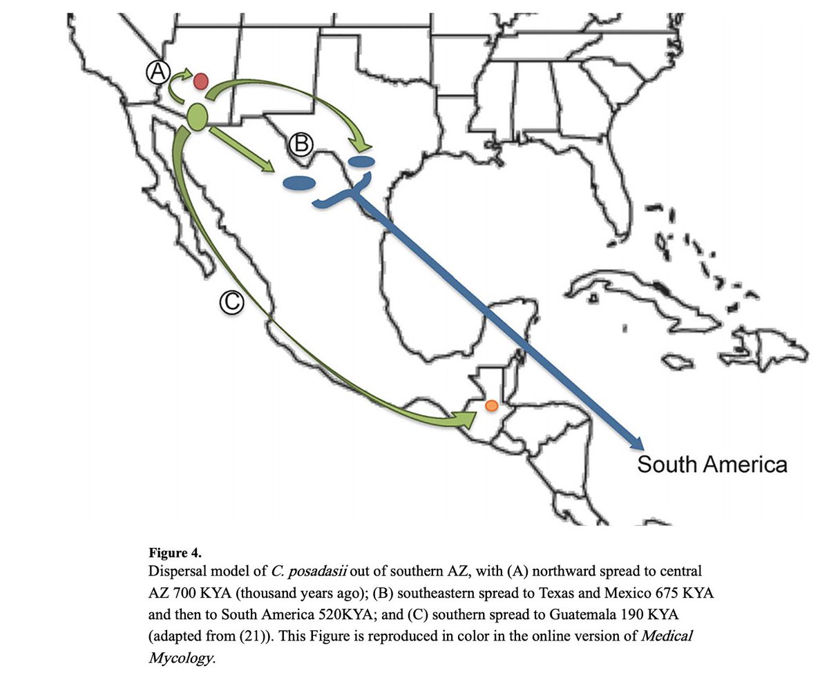 6/The genus consists of 2 species: immitis and posadasiiNatural reservoir of  #Cocci is in soil of SW US, Mexico, Central, and South AmericaIn the US, most cases are found in AZ and CAAnimal reservoir has not been identified https://www.ncbi.nlm.nih.gov/pubmed/31648806  https://www.ncbi.nlm.nih.gov/pubmed/30690599 