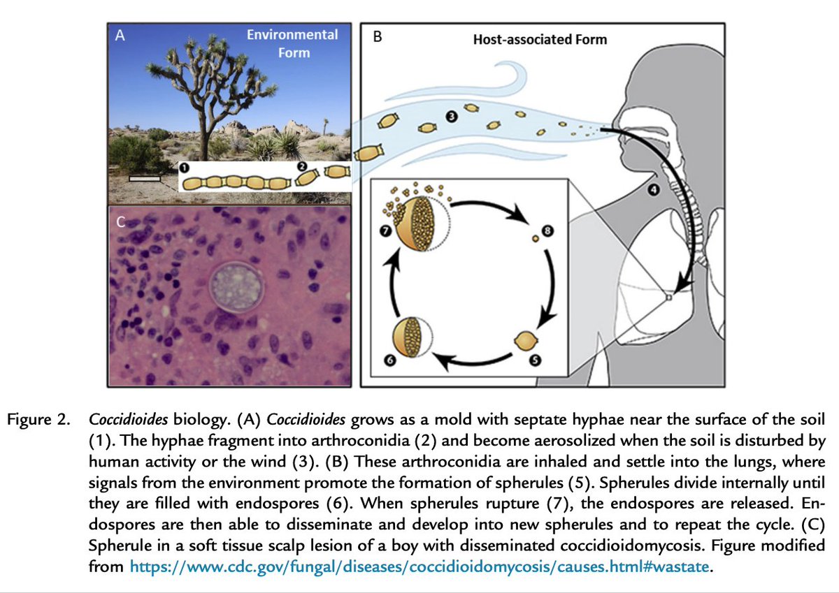 7/Why do we see more cases in drier seasons?When there is moisture, cocci grows as mold with hyphae When the soil dries, cellsarthroconidia, break off & releaseIf the early Summer is filled with rainslower incidence of Cocci in later summer https://www.ncbi.nlm.nih.gov/pubmed/31648806 