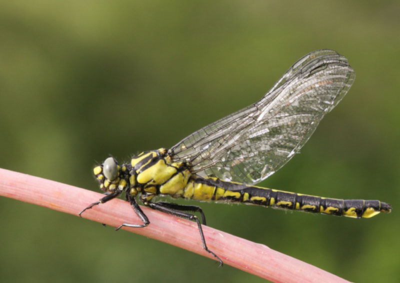 rhone_fr's tweet photo. Journée mondiale des #ZonesHumides2020. 🏞️
Le Département du Rhône possède un patrimoine naturel riche, et s'engage fortement pour la protection de ses espaces naturels sensibles qui abritent une grande biodiversité : reptiles, insectes, oiseaux...
Info👉https://t.co/bDjaKaelnI https://t.co/98yrwu2Yeq