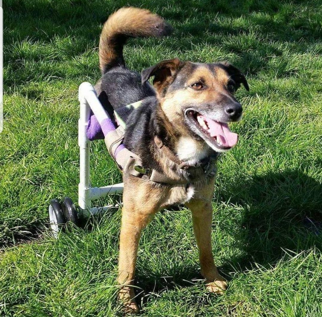 pudzanimalsanct's tweet photo. Please don't overlook disabled animals when adopting. Jerry lives a great life. We are planning to help more special needs animals this year with your help. Please donate to our Crowdfunder #RHGoodDeeds #RussellHoward #AdoptDontShop
https://t.co/58lDGt7Qf7 https://t.co/Zcul2yJ38x