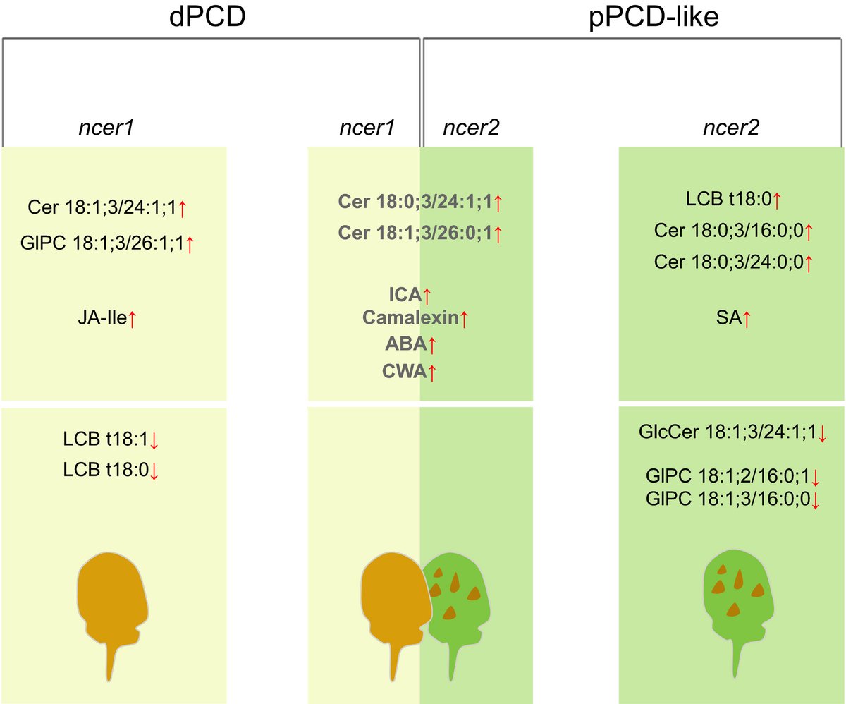 Schematic representation of changes in sphingolipid and phytohormone profiles in Arabidopsis ncer1 and ncer2 mutants specific and common for dPCD and pPCD‐like.