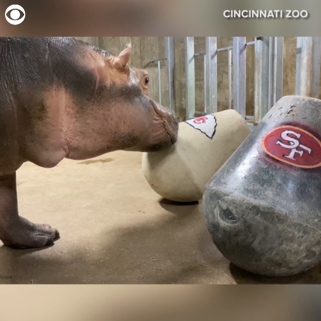 CBS News on Twitter "AND THE WINNER IS? Fiona the hippo at the