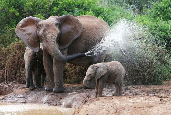 savenuescom's tweet image. Best Places to see Elephants in South Africa - South Africa Travel News bit.ly/2HXUM3d #SAV #LoveSouthAfrica #WeDoTourism #Elephants