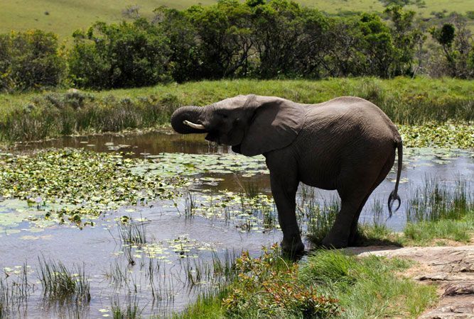 savenuescom's tweet image. Best Places to see Elephants in South Africa - South Africa Travel News bit.ly/2HXUM3d #SAV #LoveSouthAfrica #WeDoTourism #Elephants