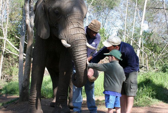 savenuescom's tweet image. Best Places to see Elephants in South Africa - South Africa Travel News bit.ly/2HXUM3d #SAV #LoveSouthAfrica #WeDoTourism #Elephants