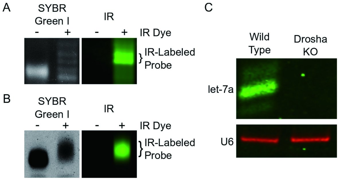 Alternative generation of IR probes and detection of let-7a and U6 using IR probes.