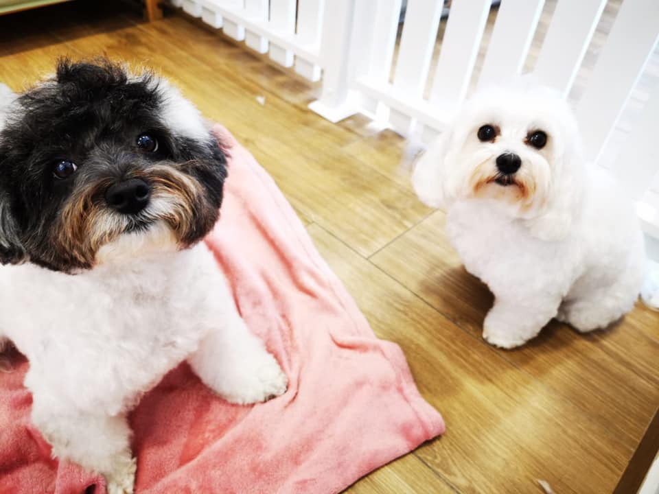 TailsMarbella's tweet photo. A selection of our beautiful clients!❤️😍🐶

#marbella #cutedogs #petcare #doggrooming #marbellapets #lifestyle #marbs #costadelsol #petlove #dogs https://t.co/df6IDNtNxh