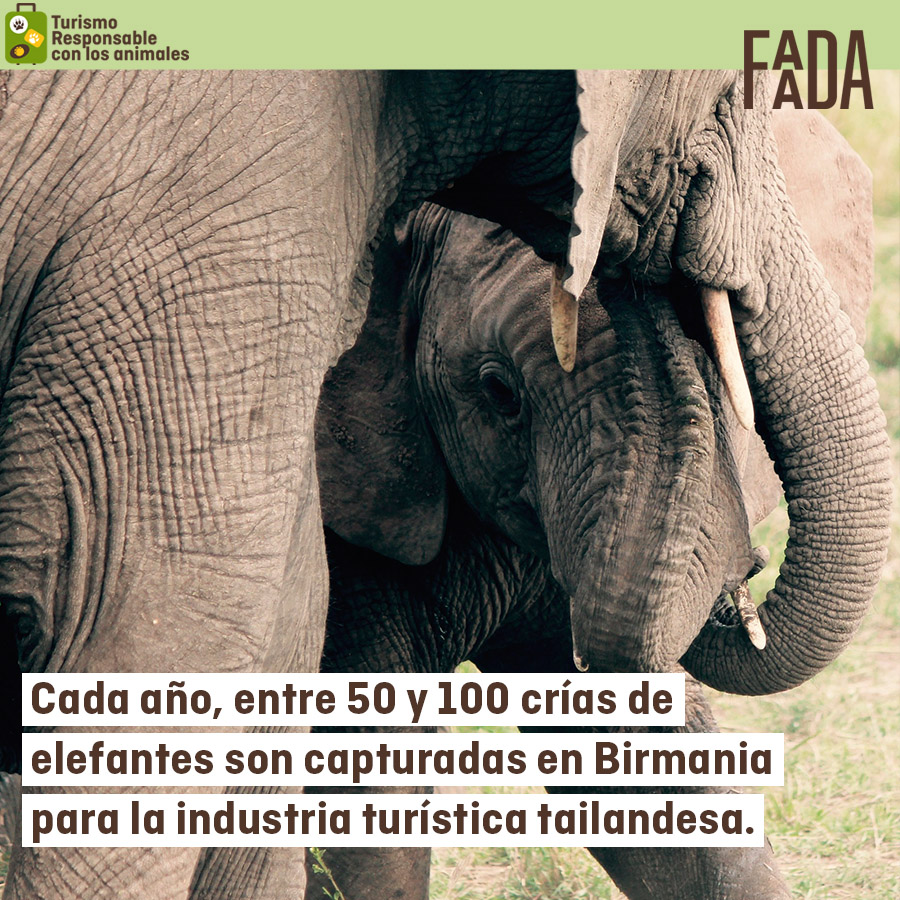 TurismoFAADA's tweet photo. ¿Lo sabías? 😰
Infórmate y no fomentes la explotación de #elefantes para el turismo‼ ➡ https://t.co/j43cZwdPfW

#turismoresponsable https://t.co/ywrZ3wDirA