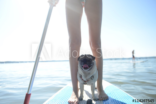 Pug with a person's legs on a paddle board