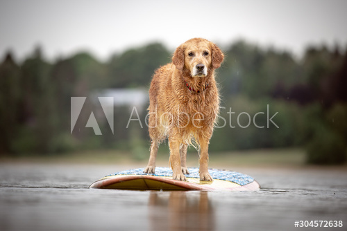 Retriever on a paddleboard 
