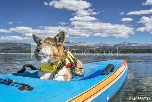 
stand up paddling with a dog 