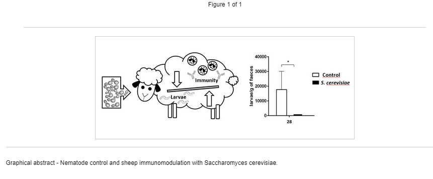 Graphical abstract - Nematode control and sheep immunomodulation with Saccharomyces cerevisiae.