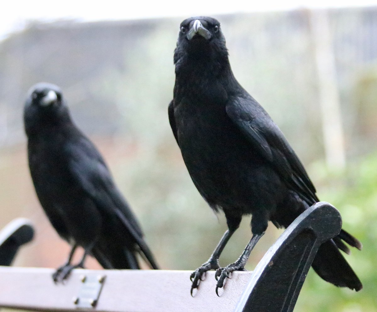 Crow is sitting on the back of the bench, its two middle toes are making it look as if it is giving us a rude hand gesture.