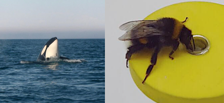 Borgå Ecotox Research Group tweet media