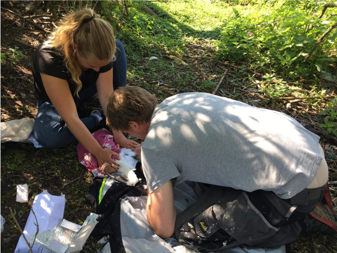 Borgå Ecotox Research Group tweet media