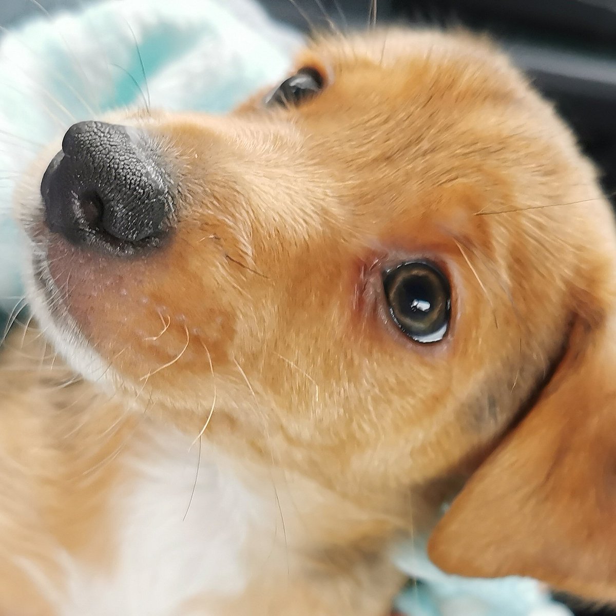 GamingAnthology's tweet photo. Say hello to Asta, the latest addition to the Anthologist family.
Hope you all have a great weekend 🎮.
#puppy #jackrussell #lancashireheeler #dogsofinstagram #petsofinstagram #puppies #puppiesofinstagram #puppylove #dog #thethinman #asta #puppypower #gamerpets #geekpets https://t.co/VzaX0CE3eO