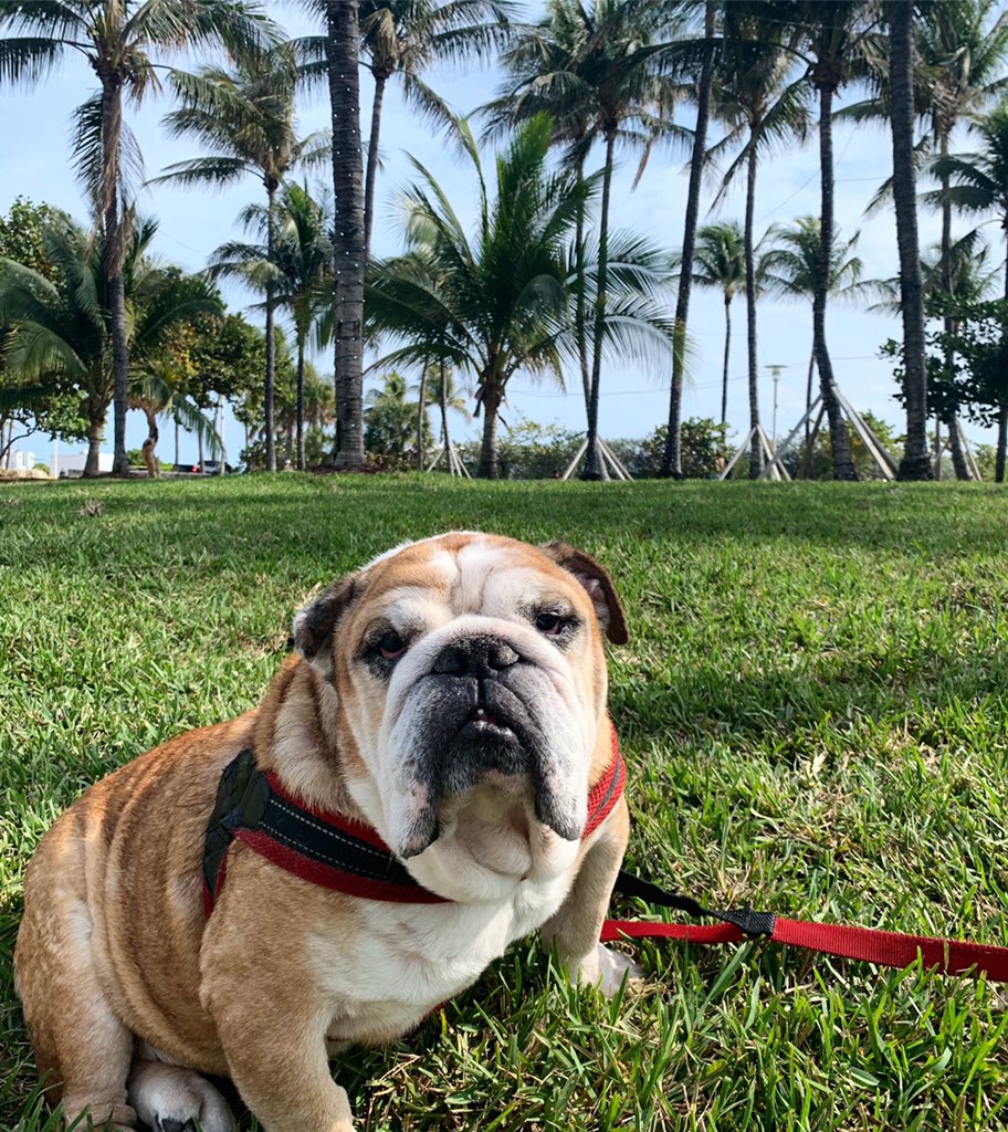 BullyThePotato's tweet photo. Beach Bully 🌴☀️
#miami #beach #superbowl https://t.co/P9ZBcITdEy