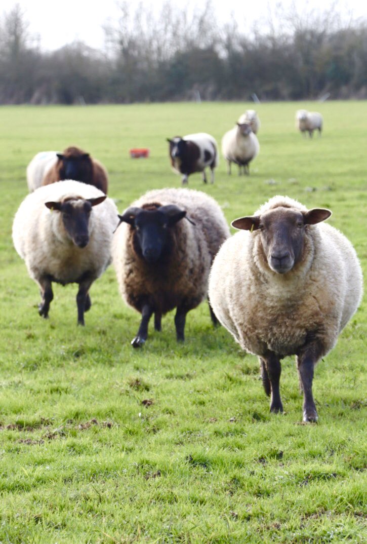 Farmily_buckets's tweet photo. Heading in for some weekend treats with our sheep... Wishing you a fantastic start to your weekend #caenhillcc #farm #sheep #happyweekend #followingtheleader https://t.co/3z9RkL8rHp