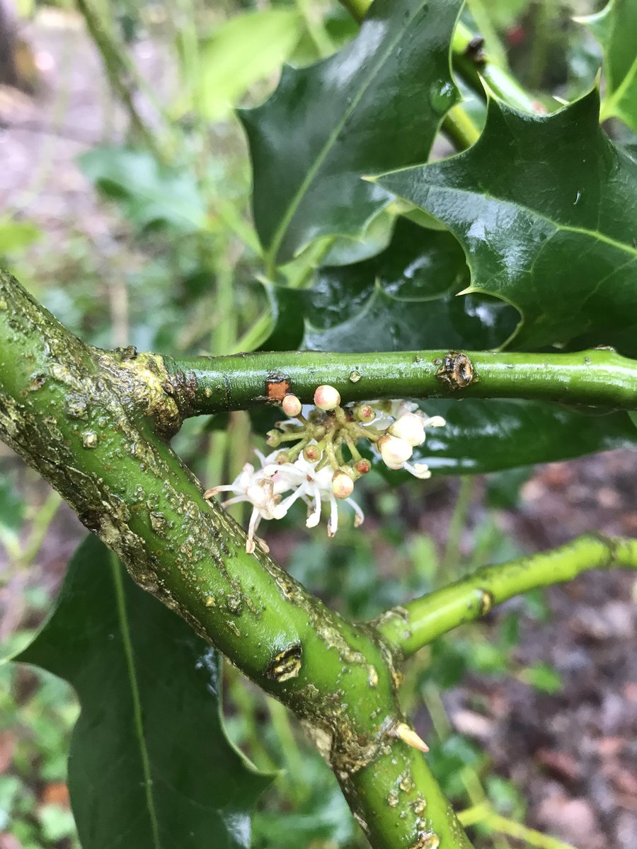 rubyflowerfae's tweet image. January #hollyblossom . There are hundreds of buds ready to open. I guess they are waiting for the full moon to show me their pretty smiles