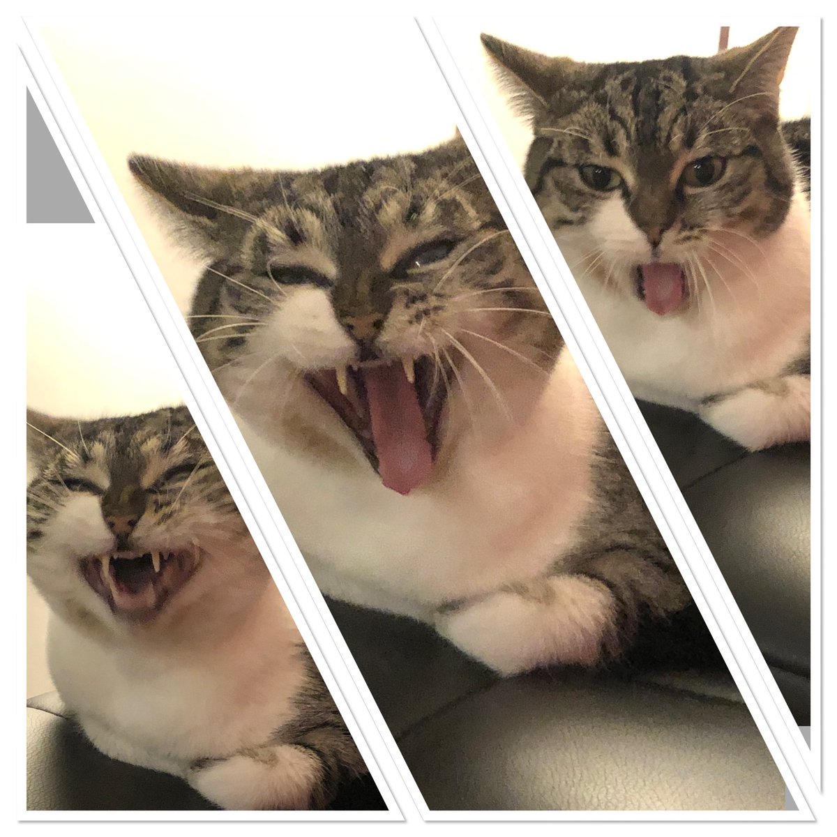 BewlayBuddha's tweet photo. @t0mb16 I’m afraid Jenna’s not interested in politics - so long as she is kept well fed, cosy & allowed to play in the garden when she wants. She’s a little concerned about food prices going up but she said we can do without to ensure her grub supply continues uninterrupted! #brexitcat https://t.co/rKPJR9ATAn