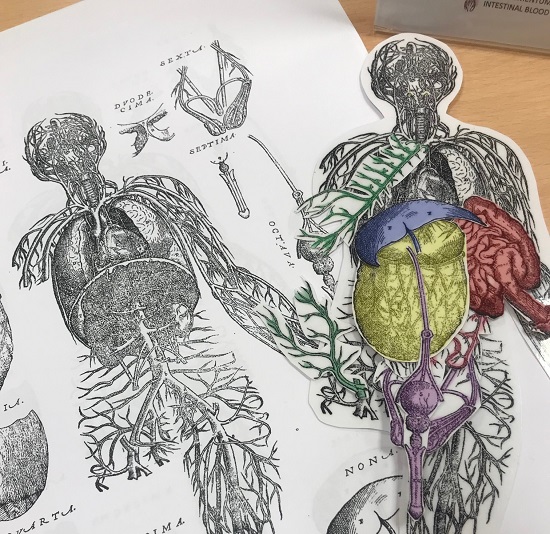 A woodcut illustration of the human body, with a coloured-in, assembled working model alongside it.
