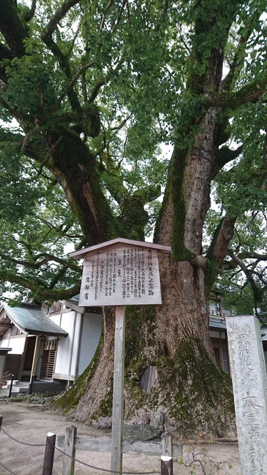 今日は友人らと九州に旅行に来たのだけど太宰府天満宮とにかく植わってる木が大きくてびっくらこいた
この写真の木も生で見るとほんともっとでかい
びっくらこいた 