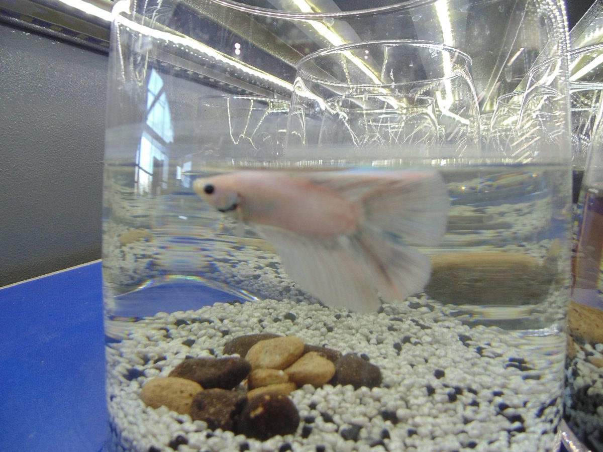 ANIMOTOPIA's tweet photo. Betta #bettafish #bettasplendens #combattant #poisson #fish #animotopia #animalerie #animaux #plouigneau #morlaix #finistere #bretagne #breizh #bzh https://t.co/spjhphWSys