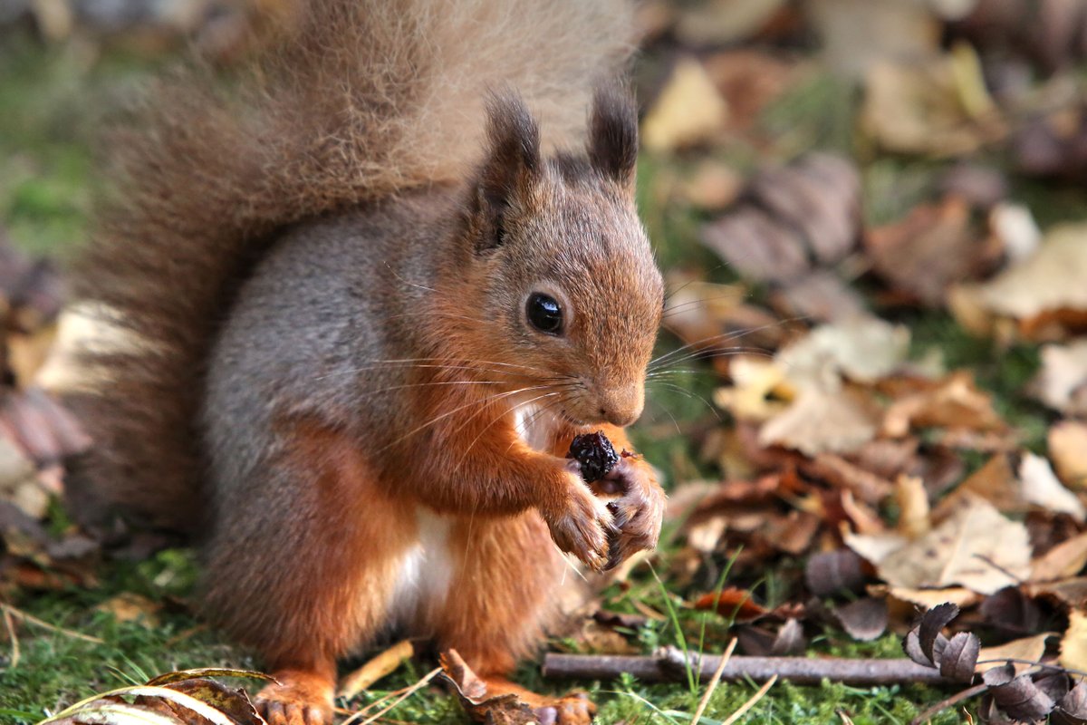 red squirrel on ground surrounded by grass and fallen leaves