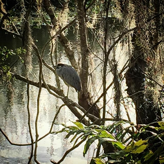 cindysnyderbook's tweet photo. Caught this heron looking like he’s napping, saving up his energy for some fishing later.
#fridayfeeling #sawgrasslakepark #heron #waterbirds #waterbirdsofinstagram #birdphotography https://t.co/sG4LgdAFwc https://t.co/qN9R7SrcOP