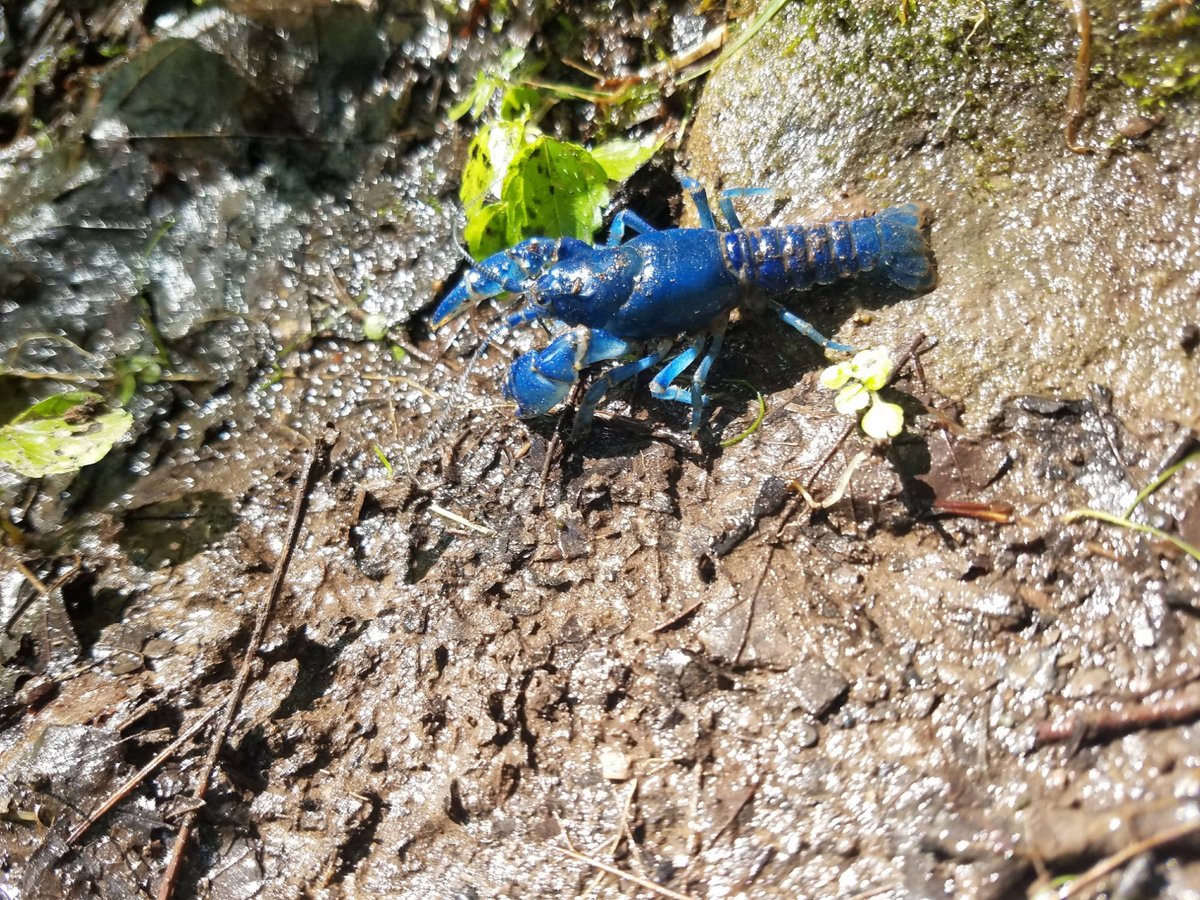 blue crayfish in mud
