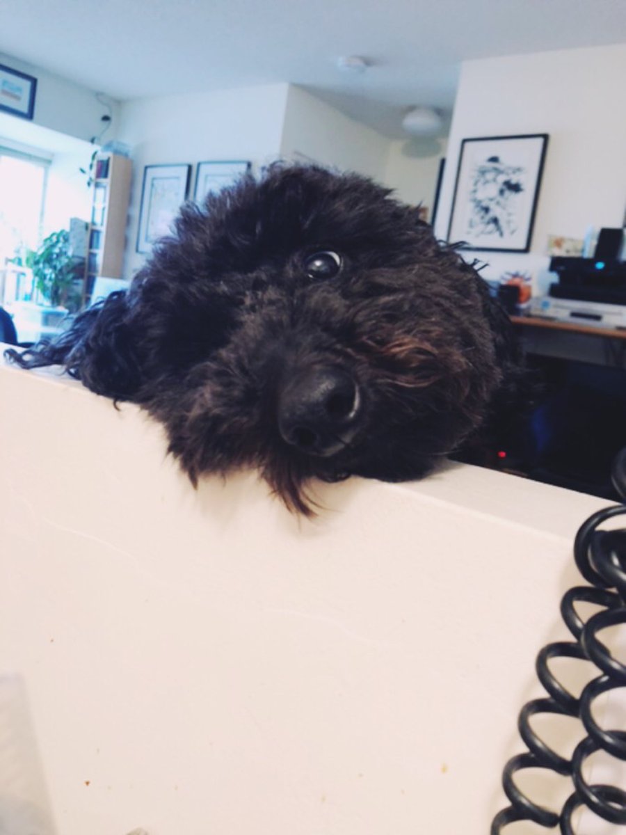 Edifix's tweet photo. In case you needed a reminder, Jackson says it's time for walkies! #StetWalk #TimoAndFriends https://t.co/HXwCU14vBr
