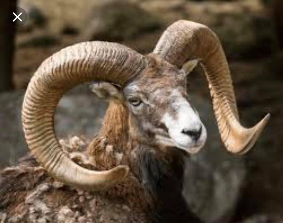 AddWebsiteFree's tweet image. facebook.com/AriesHungary/