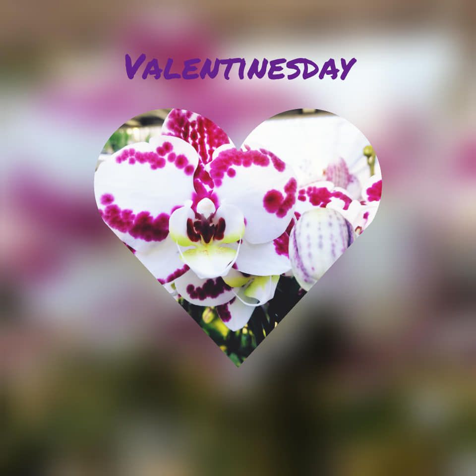 HoogBos's tweet photo. Valentines kiss...
Is this beauty on the way for your loved one?
#HoogBos #HoogBosorchids #valentijn #valentinesday #liefde #orchidee #orchids https://t.co/NGRc9RT64D
