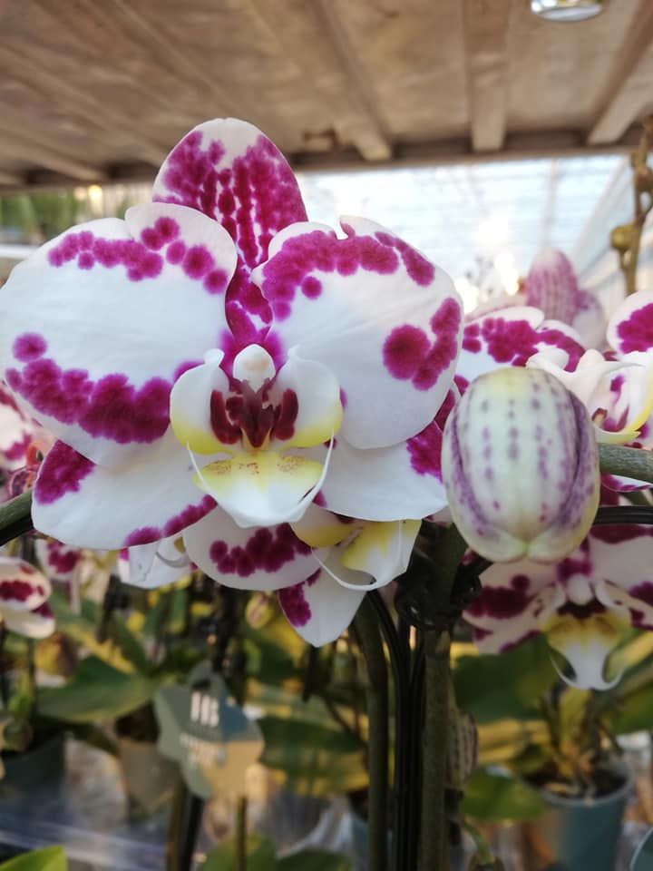 Valentines kiss...
Is this beauty on the way for your loved one?
#HoogBos #HoogBosorchids #valentijn #valentinesday #liefde #orchidee #orchids
