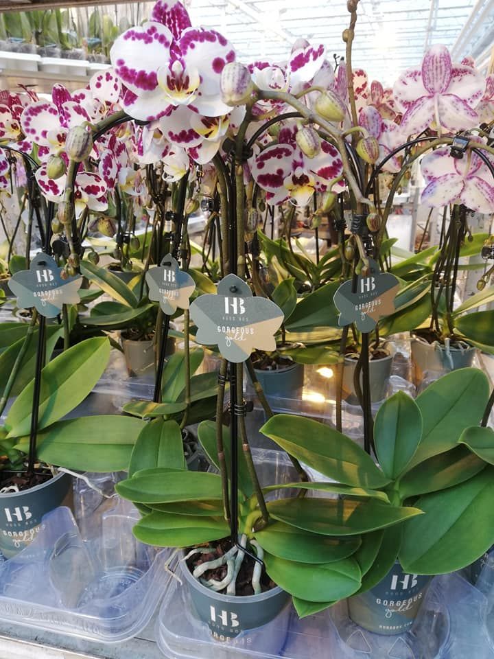 HoogBos's tweet photo. Valentines kiss...
Is this beauty on the way for your loved one?
#HoogBos #HoogBosorchids #valentijn #valentinesday #liefde #orchidee #orchids https://t.co/NGRc9RT64D