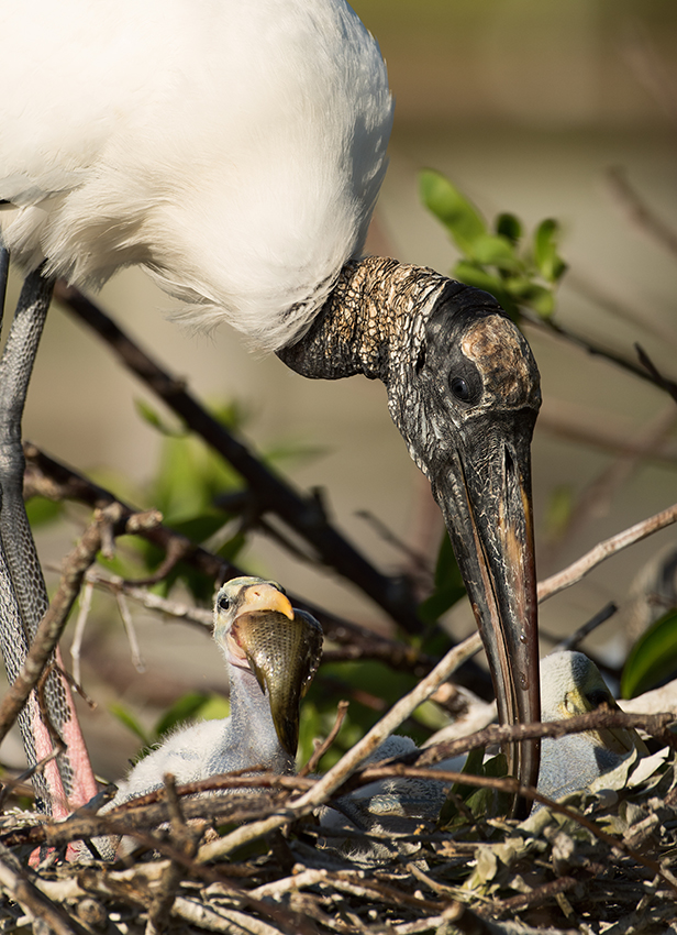 A Wood Stork feeding its chick. Photo by RJ Wiley
