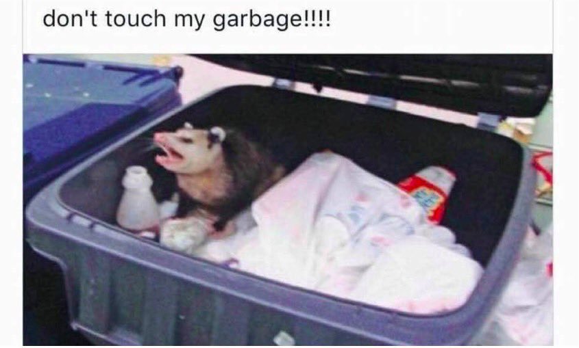 An opossum in a trash can