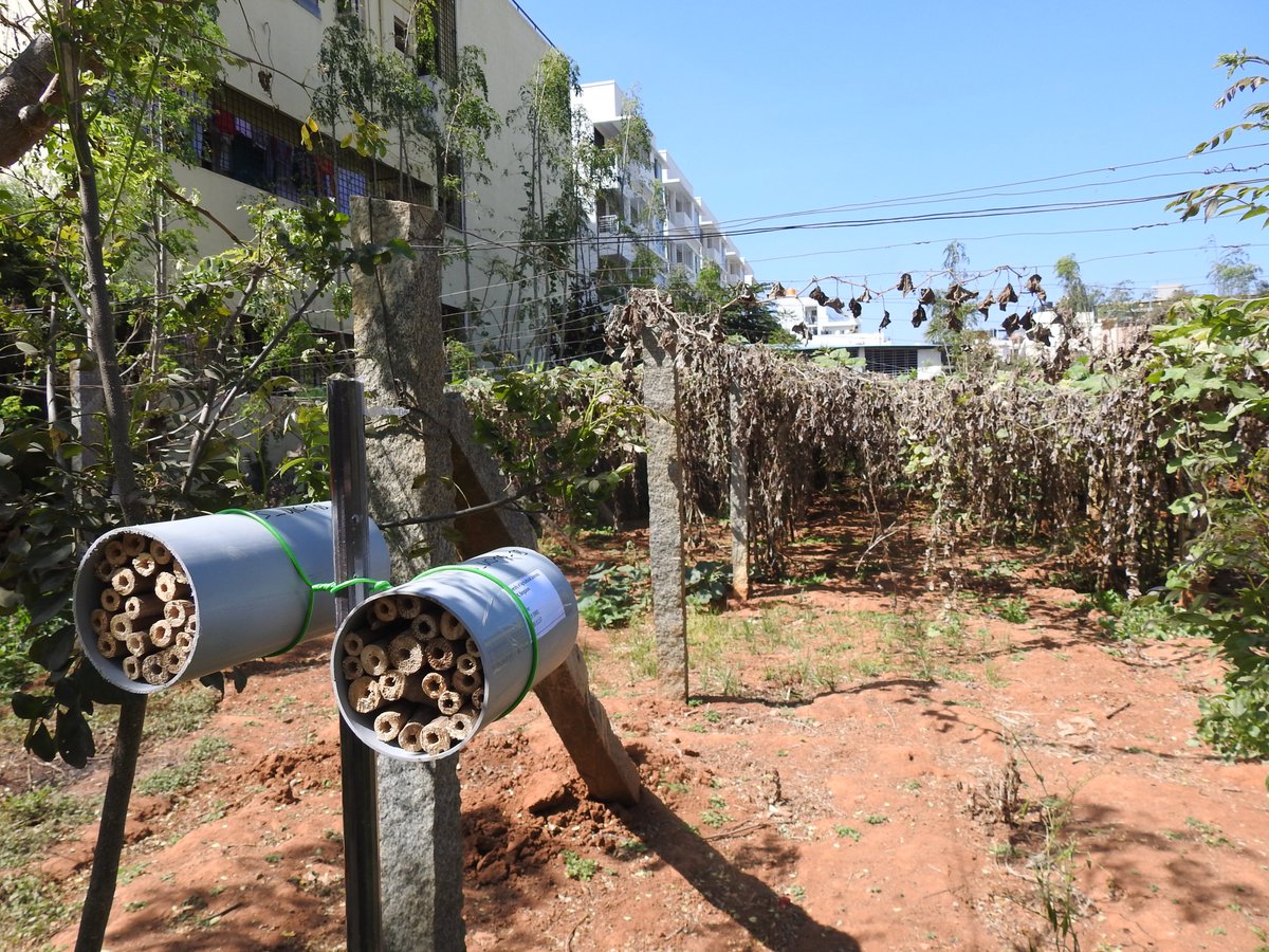 GabrielMarcacci's tweet photo. 216 trap-nests spread across a rural-urban gradient are ready to welcome their bees ! #urbanization #solitarybees @Bengaluru
@India
#FOR2432 https://t.co/f7dlkVoAAo