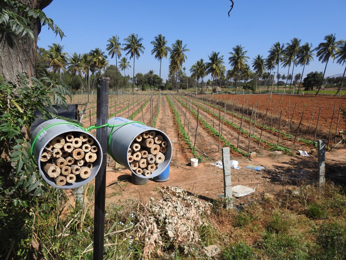 GabrielMarcacci's tweet photo. 216 trap-nests spread across a rural-urban gradient are ready to welcome their bees ! #urbanization #solitarybees @Bengaluru
@India
#FOR2432 https://t.co/f7dlkVoAAo