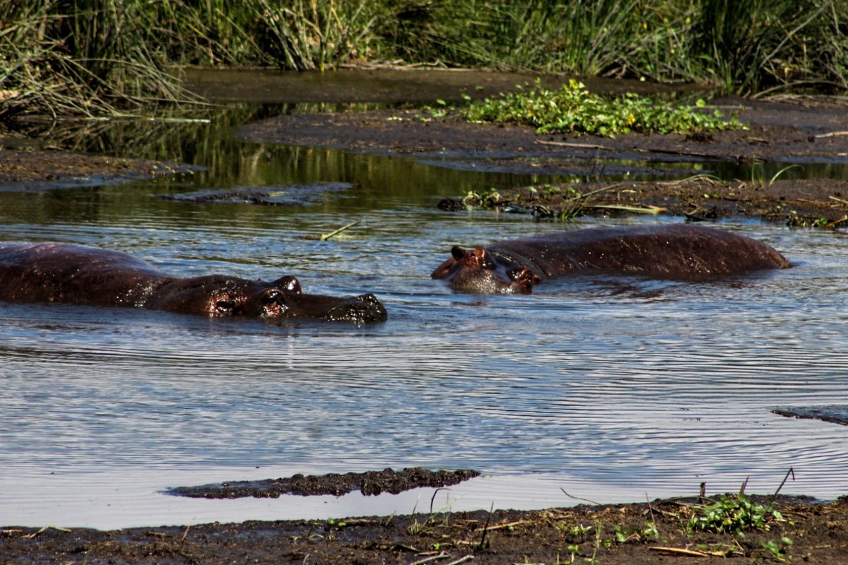 Aslanadventure's tweet photo. Did you know that a Hippopotamus can hold its breath for up to five minutes under water? https://t.co/3VIYvC9BCf