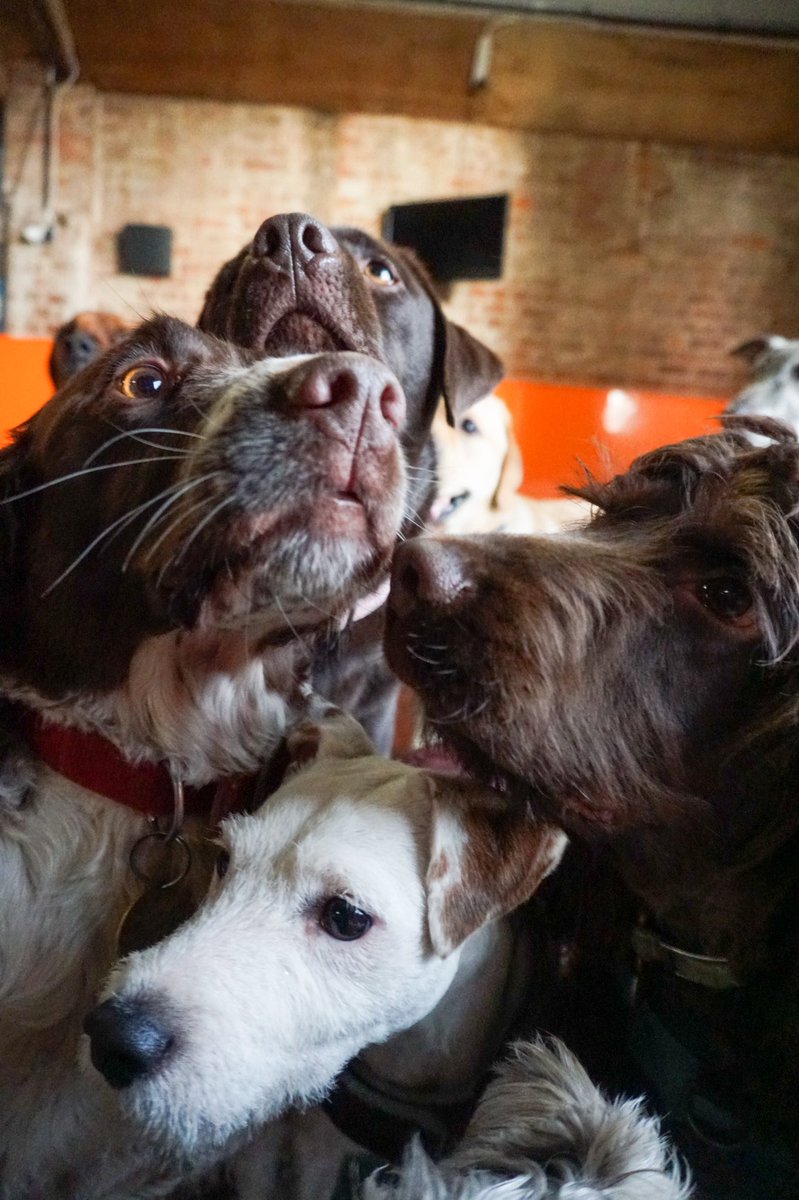k9_anytime's tweet photo. Join the scrum 🐶🐾✨ https://t.co/ZVoOJsWRka