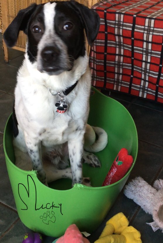 Micky Mickelodeon in his toy basket