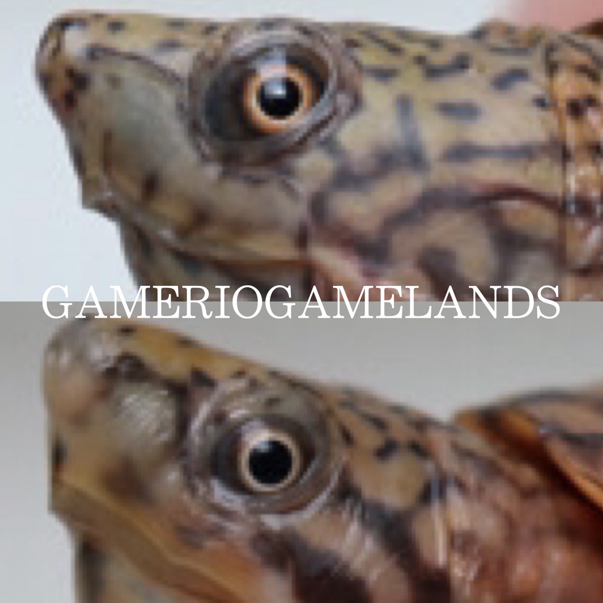 Gameriogamelands ヒラタニオイガメ18cbとスジクビヒメニオイガメ18cbで比較 違いを分かって欲しい 長年見比べて 何枚も写真を撮って この違いに気づいたのです 個体差では無く 別種です ヒラタニオイガメ スジ
