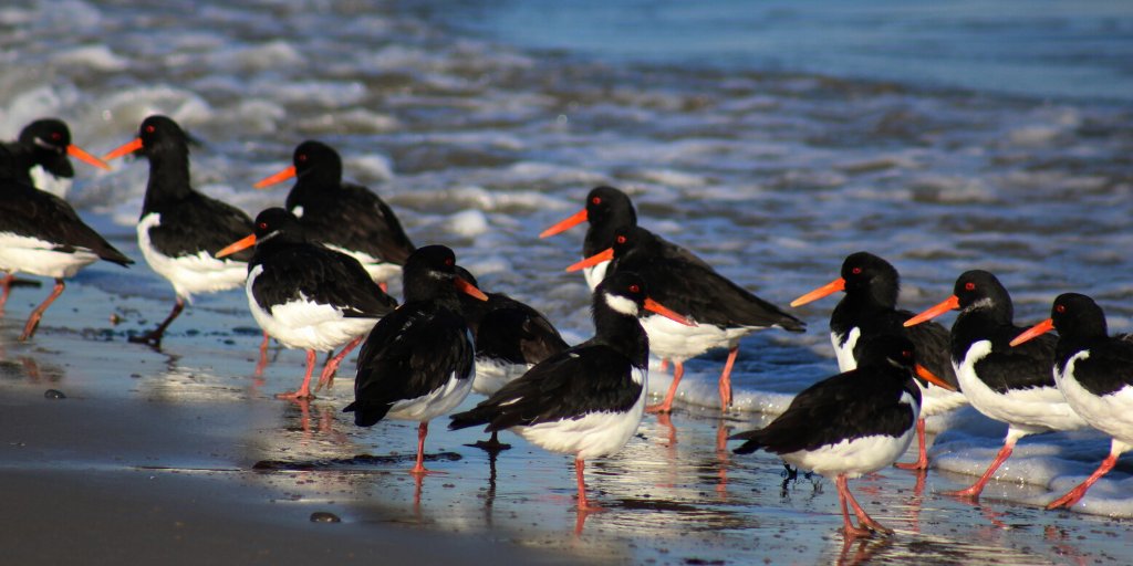Wonderful article on <a href="/BBCSpringwatch/">BBC Springwatch</a> Winterwatch yesterday about oystercatchers😃
Remarkable birds that can change the shape of their bill to suit the type of food they are feeding on!
If you spot 2 behaving slightly differently, it could be as they are sporting dissimilar bills!