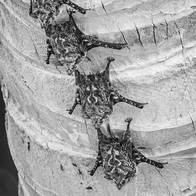 SashaSudPhotos's tweet photo. Soo many species of bats in Costa Rica. They play a key role in pollinating and keeping insects under control. Let's not loose sight of that amid the discussion on the coronavirus
.
.
.
#bat #sashasudphotography #costarica #BahiaDrake #bats  #torontophotographer #mammal #nat… https://t.co/HZaHp3kl69
