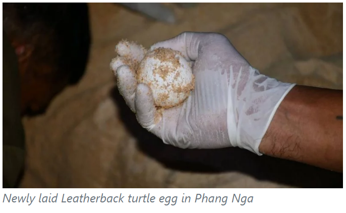 SEAFARERDIVERS's tweet photo. NEW LEATHERBACK TURTLE NEST FOUND IN PHANG NGA
The Leatherback laid 133 eggs in total, 105 of them were viable while the other 28 were infertile. They moved the entire clutch to a beach close to Khao Lampi in Hat Thai Mueang National Park.
https://t.co/vFKEVM3HnL https://t.co/gECr09jtzk