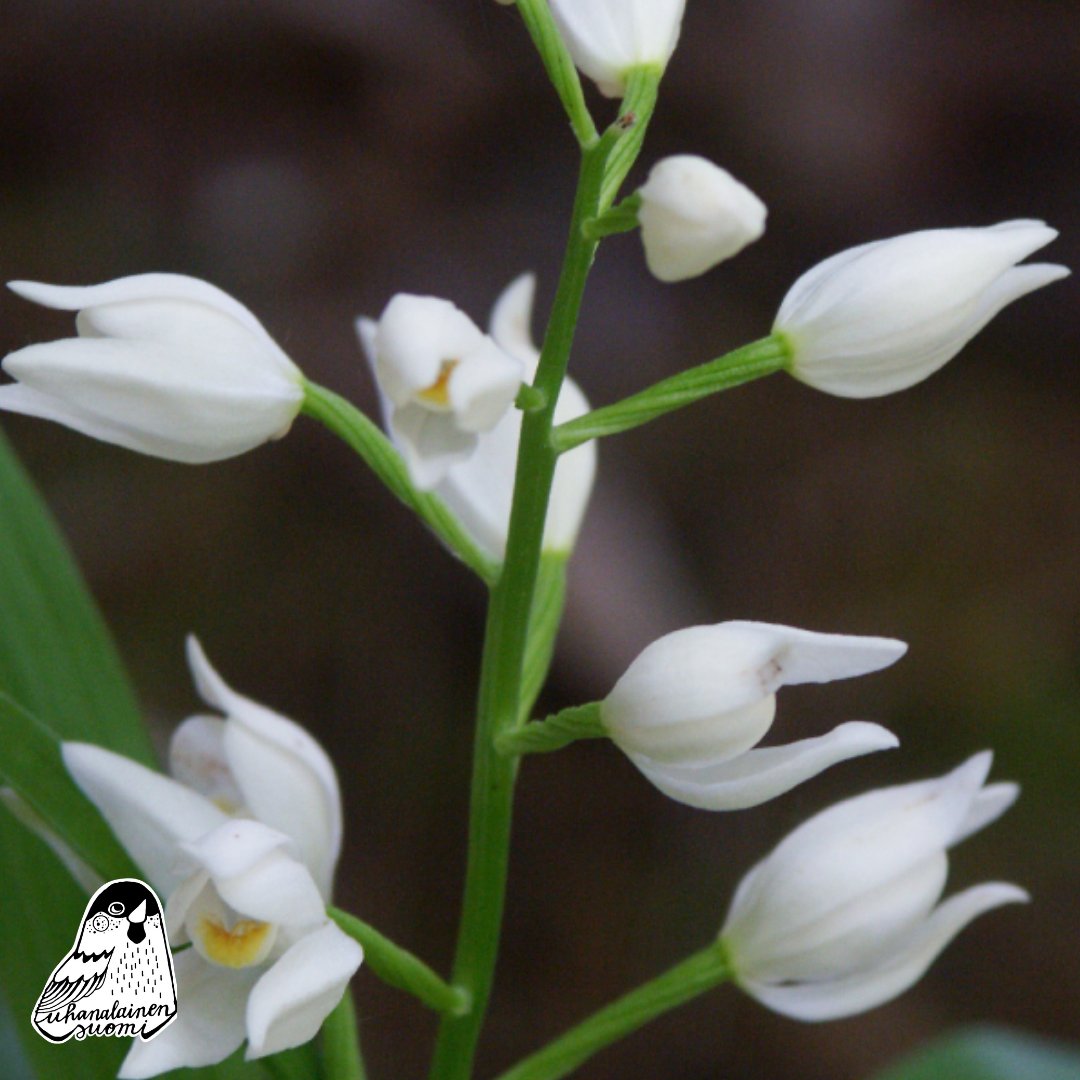 Cephalanthera longifolia
Miekkavalkku kasvaa Suomessa levinneisyysalueensa pohjoisrajoilla. Se on Ahvenanmaan valoisten lehtojen, lehtoniittjen ja hakamaiden laji. Sen kasvupaikkoja uhkaa umpeenkasvu ja kuusettuminen.
Kuva: Henry Väre