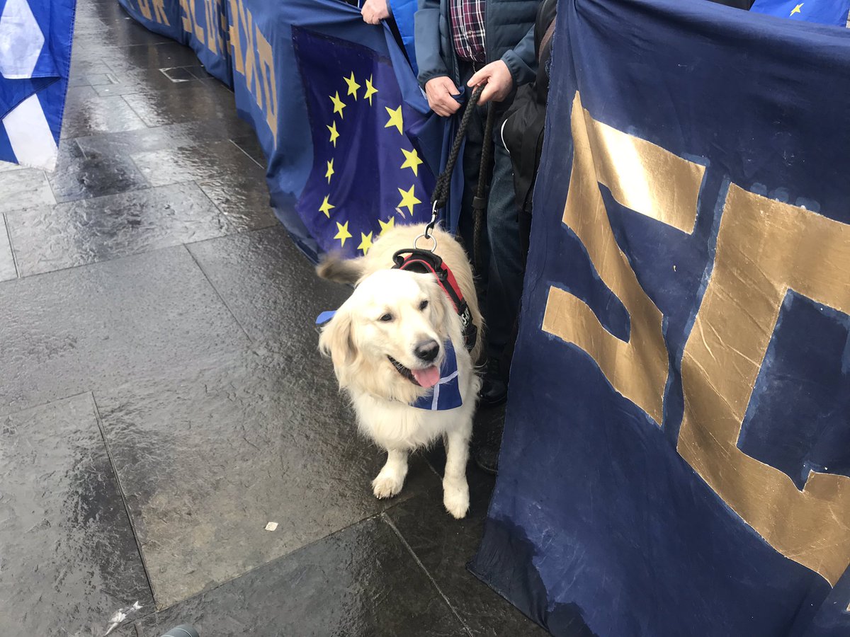 adelemerson_'s tweet photo. Is #dogsagainstBrexit a thing? https://t.co/2US1ODwpEr